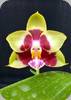 Phal. Chienlung Sweetheart Japan